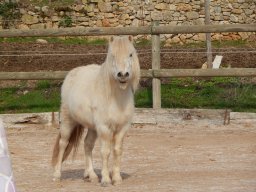 Poneys