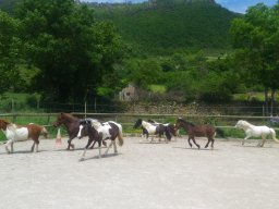 Poneys