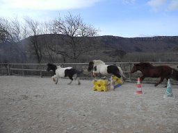 Les poneys